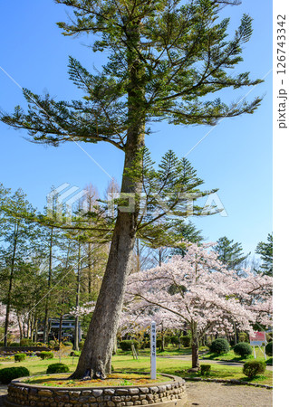 春の千秋公園　馬場のもみと満開の桜　秋田市 126743342