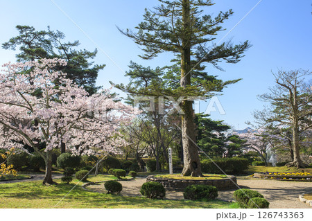 秋田市久保田城　馬場のもみと満開の桜　千秋公園 126743363