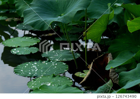 蓮畑で見た景色 蓮畑で見た景色 126743490