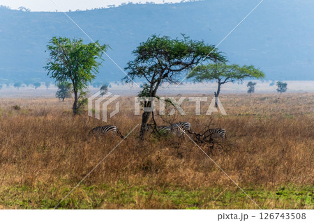 Zebra in the Serengeti 126743508