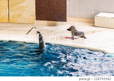 イルカとアシカのショー｜海峡館 126743562