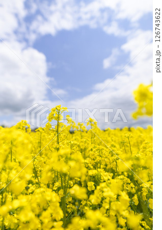満開の菜の花畑 満開の菜の花畑 126743622