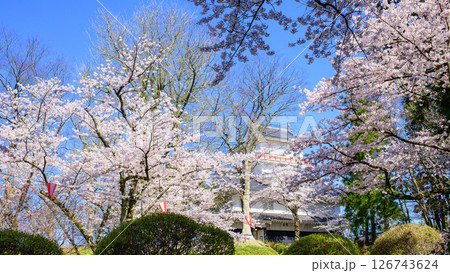 清々しい朝を迎えた春の千秋公園 桜と御隅櫓 秋田市 清々しい朝を迎えた春の千秋公園 桜と御隅櫓 秋田市 126743624