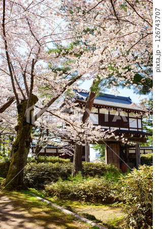清々しい春の朝　満開の桜と表門　秋田市 126743707