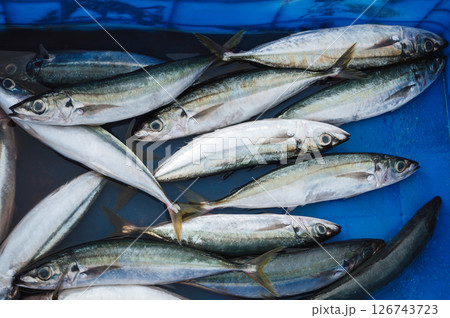 catch of fresh sea fish in a container at the seafood market catch of fresh sea fish in a container at the seafood market 126743723