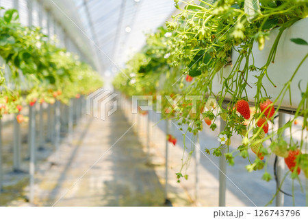 いちご狩り農園のイチゴ　果物　 126743796