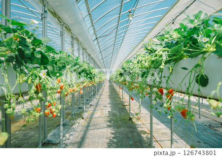 いちご狩り農園のイチゴ 果物 いちご狩り農園のイチゴ 果物 126743801