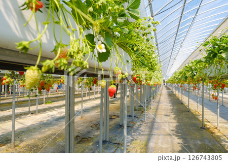 いちご狩り農園のイチゴ　果物　 126743805