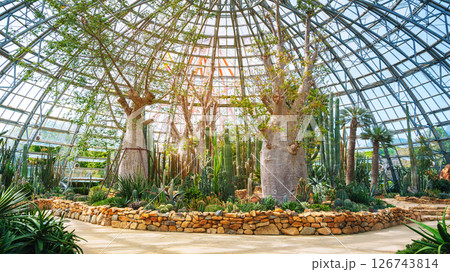 Beautiful tall cacti, succulents, baobab trees and palm trees in a greenhouse at Botanical garden of Tropical plants Beautiful tall cacti, succulents, baobab trees and palm trees in a greenhouse at Botanical garden of Tropical plants 126743814