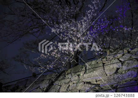 March 28 2025 Cherry Blossom Trees at Night in a Peaceful Garden Setting March 28 2025 Cherry Blossom Trees at Night in a Peaceful Garden Setting 126743888