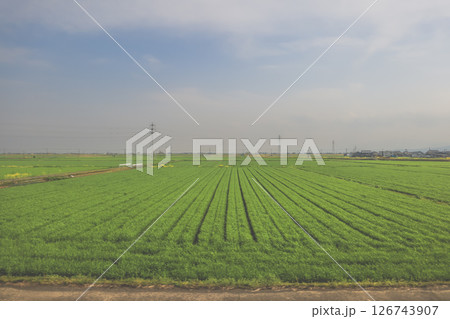 March 28 2025 Lush Green Grass Field with Power Lines, Japan March 28 2025 Lush Green Grass Field with Power Lines, Japan 126743907