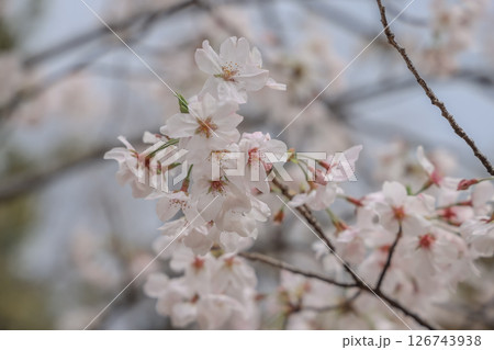 March 28 2025 Cherry Blossoms Blooming on Tree Branch in Springtime, Japan March 28 2025 Cherry Blossoms Blooming on Tree Branch in Springtime, Japan 126743938
