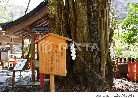 京都市　貴船神社本宮境内のご神木「桂」 126743948