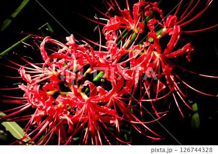 暗闇に浮かぶ彼岸花 126744328