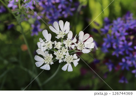 春の庭に咲くオルラヤ・ホワイトレースの白い花とオオツルボの紫色の花 126744369
