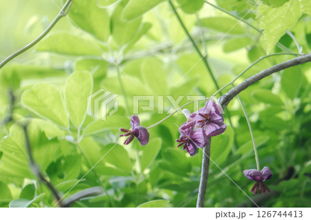 アケビ／赤紫の大きな雌花だけの花序【山野草】長野県・5月 126744413