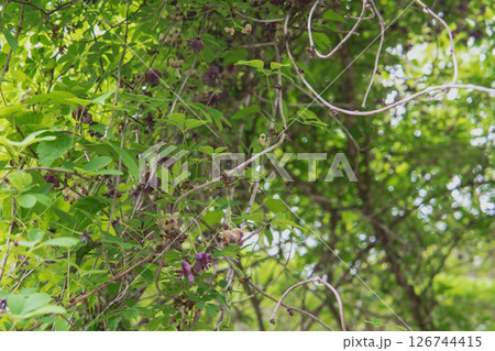 アケビ／沢山の花を咲かせて絡む蔓【山野草】長野県・5月 126744415