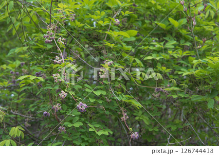 アケビ/花を咲かせて垂れ下がる蔓【山野草】長野県・5月 アケビ/花を咲かせて垂れ下がる蔓【山野草】長野県・5月 126744418
