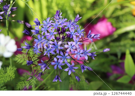 春の庭に咲く紫色のオオツルボの花 126744440