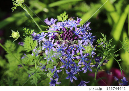 春の庭に咲く紫色のオオツルボの花 126744441
