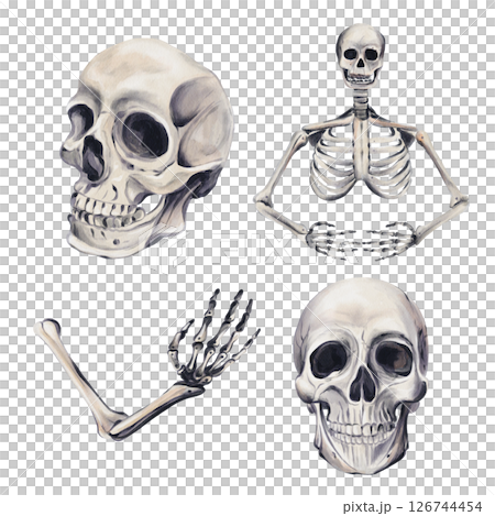 Set of human skeletons and their parts. Skull and skeletal hand. Human body floor. Decor for the holiday, Halloween. Vintage style. Watercolor illustration. Hand drawing. High quality illustration 126744454
