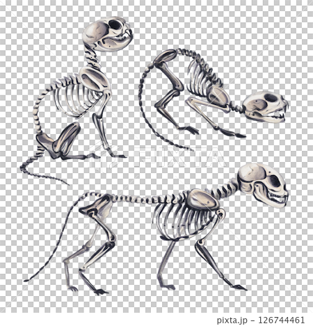 Set of skeletons of small animals. Three cats in different poses. Vintage style. Halloween decor. Watercolor illustration without background. Hand drawing. High quality illustration 126744461