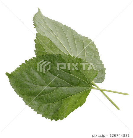 Mulberry leaves isolated on a white background 126744881