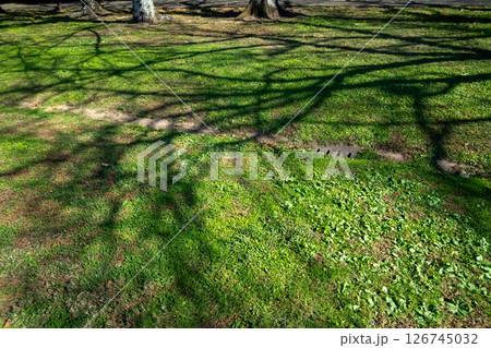 木の影 木の影 126745032