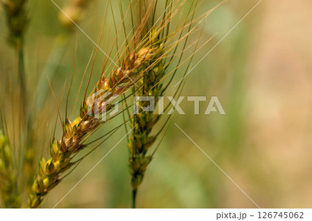 ふっくらと実った麦の穂 126745062