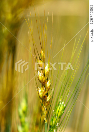 ふっくらと実った麦の穂 126745063