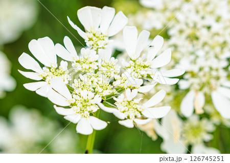 白いオルラヤの花 126745251