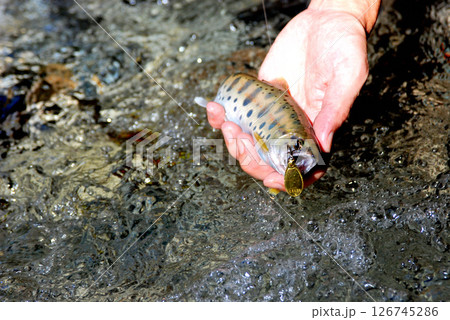 モロクボ沢の大滝と白い肌をした西丹沢のヤマメ 126745286