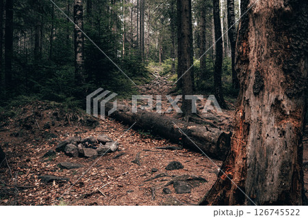 The forest around it remains untouched, serene, and inviting. 126745522