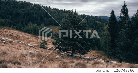 A single pine tree stands on a quiet mountain hillside, surrounded by dry grass and scattered stones 126745566