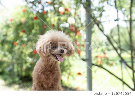 椅子にのって笑うトイプードル 椅子にのって笑うトイプードル 126745584