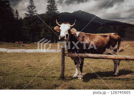 This peaceful scene captures a cow in a quiet field, with storm clouds swirling overhead. 126745605