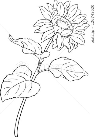 Sunflower Plant with Flower and Leaves Outline Illustration. Sunflower Plant with Flower and Leaves Outline Illustration. 126745620