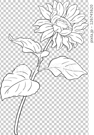 Sunflower Plant with Flower  and Leaves Outline Illustration. 126745620