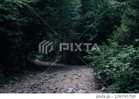 A rocky pathway winds through dense, green foliage, leading deeper into the quiet forest. A rocky pathway winds through dense, green foliage, leading deeper into the quiet forest. 126745700