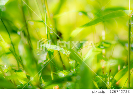 朝露に濡れた葉 朝露に濡れた葉 126745728