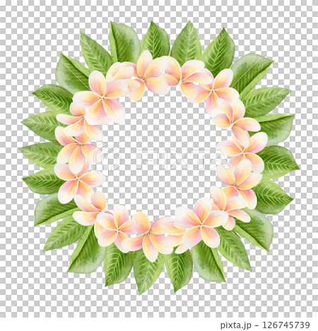 Plumeria flowers with leaves round wreath. Floral watercolor illustration isolated on white. Tropical round template with copy space for summer stickers. Brazilian frangipani plant clip art Plumeria flowers with leaves round wreath. Floral watercolor illustration isolated on white. Tropical round template with copy space for summer stickers. Brazilian frangipani plant clip art 126745739