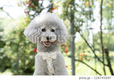 椅子にのって笑うトイプードルのアムルのバストアップ 椅子にのって笑うトイプードルのアムルのバストアップ 126745897