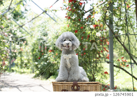 バラと笑うトイプードルのアムル 126745901