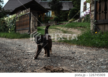 A village cat makes its way down a gravel road, embodying the free spirit of rural life. A village cat makes its way down a gravel road, embodying the free spirit of rural life. 126745909