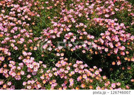 ミニバラ　みやび 126746007