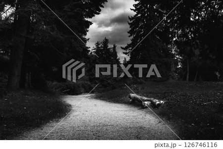black and white landscape in the park black and white landscape in the park 126746116