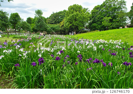 東京都　都立水元公園　葛飾菖蒲まつり 126746170