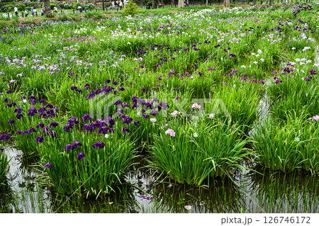東京都 都立水元公園 葛飾菖蒲まつり 東京都 都立水元公園 葛飾菖蒲まつり 126746172