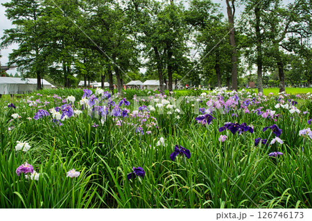 東京都　都立水元公園　葛飾菖蒲まつり 126746173