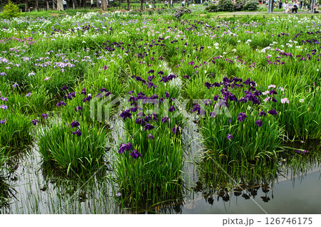東京都　都立水元公園　葛飾菖蒲まつり 126746175